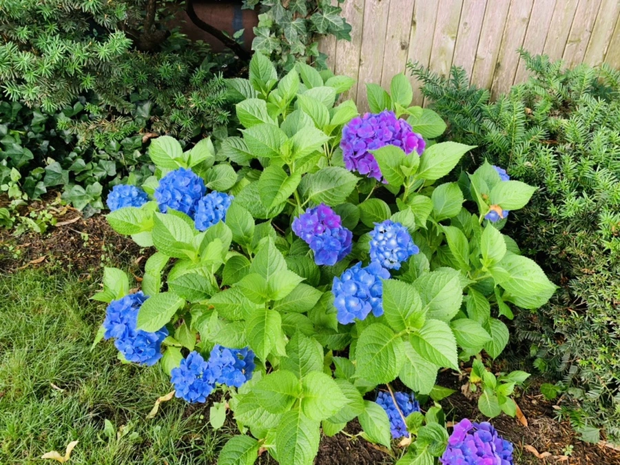 IMG_7309.jpg?type=w966