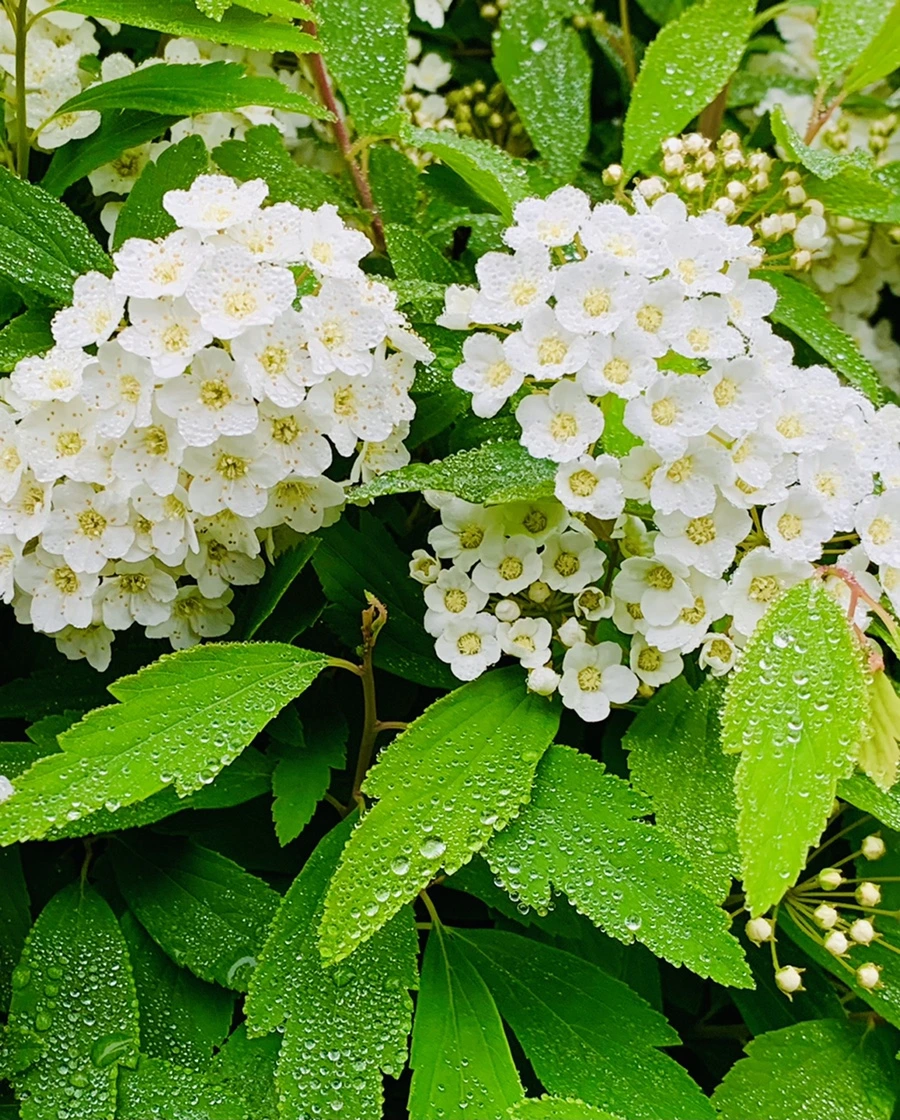 IMG_9729.jpg?type=w966