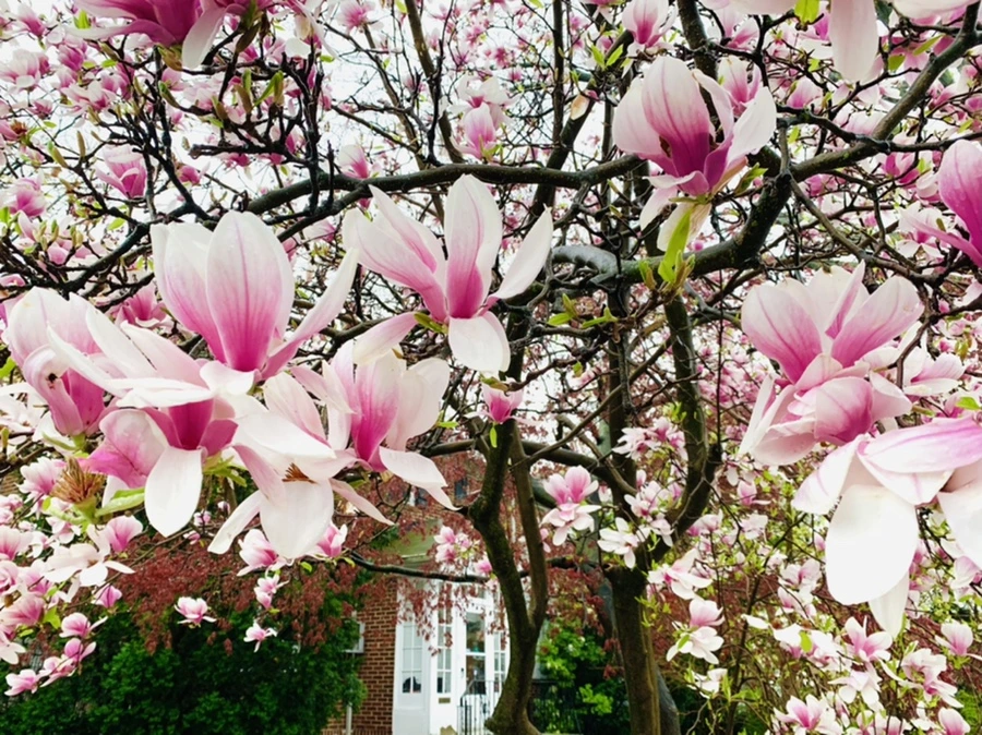 IMG_2337.jpg?type=w966