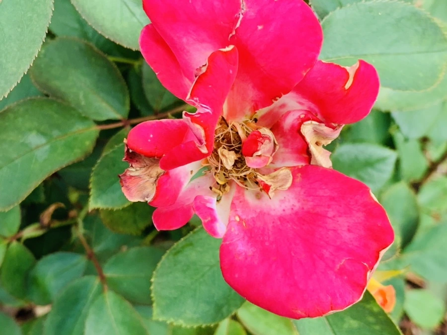 IMG_0519.jpg?type=w966