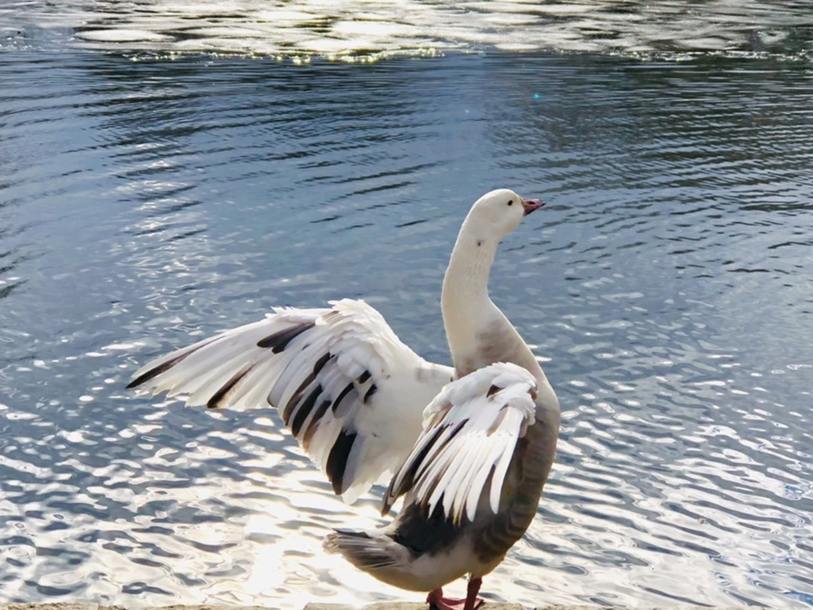 IMG_5130.jpg?type=w966