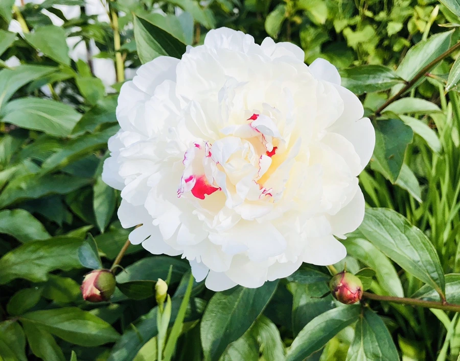 IMG_7655.jpg?type=w966