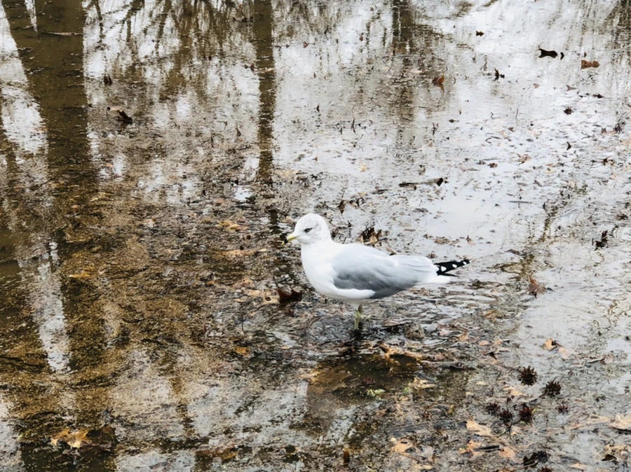 IMG_9377.jpg?type=w966