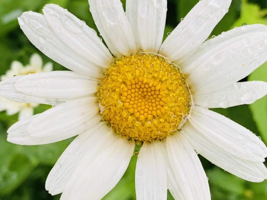 IMG_0163.jpg?type=w966