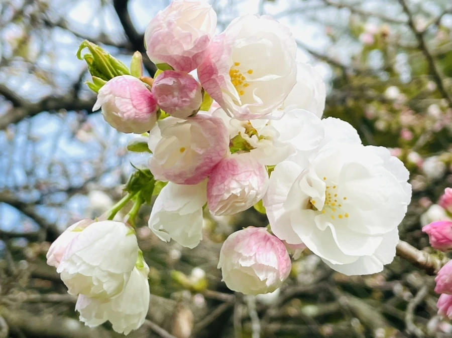 IMG_0441.jpg?type=w966