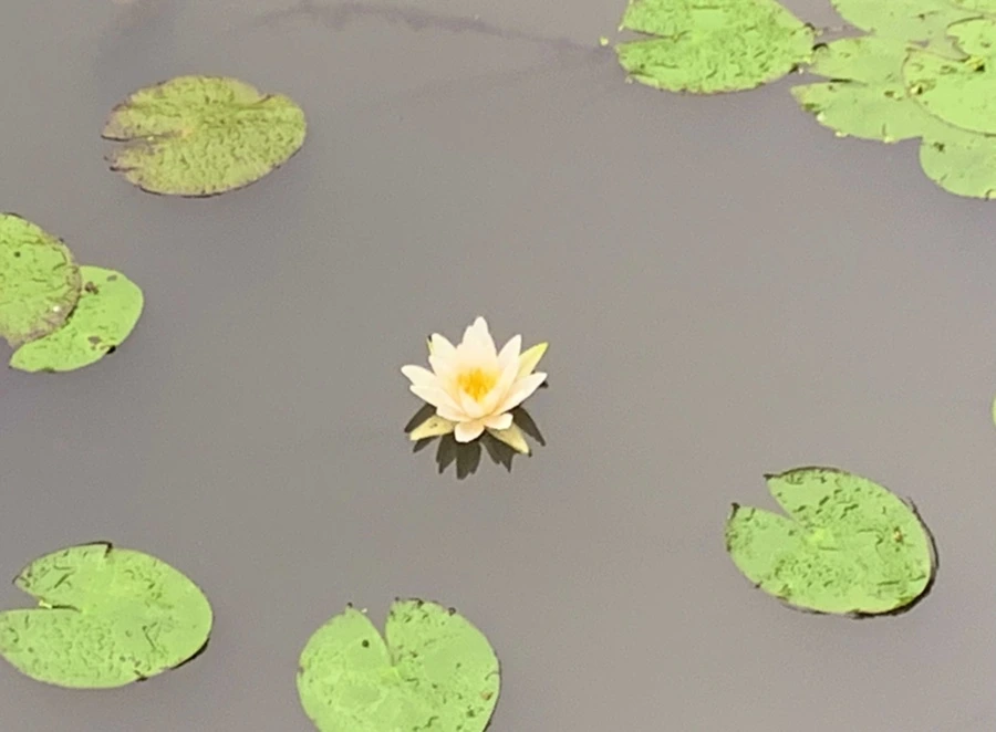 IMG_4602.jpg?type=w966