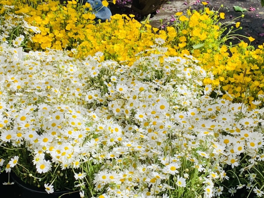 IMG_2102.jpg?type=w966