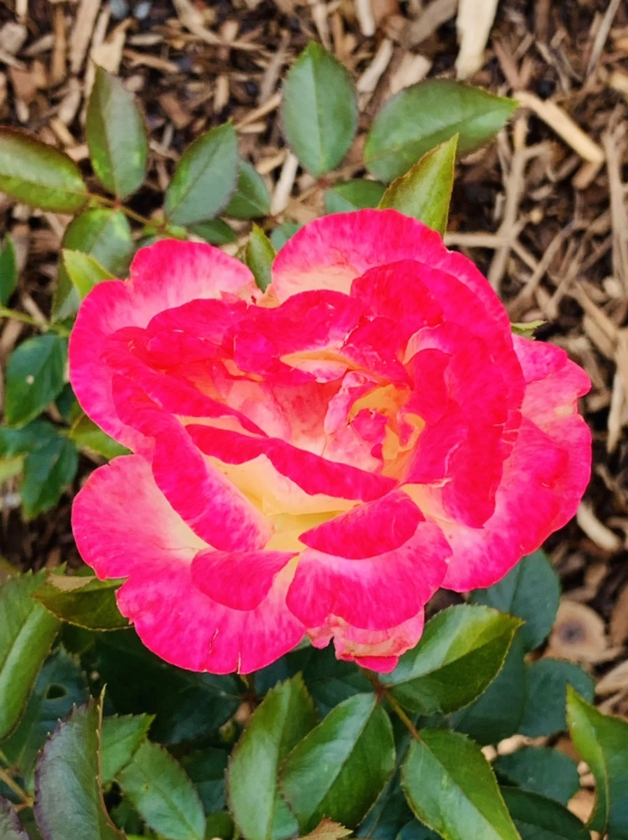 IMG_0566.jpg?type=w966