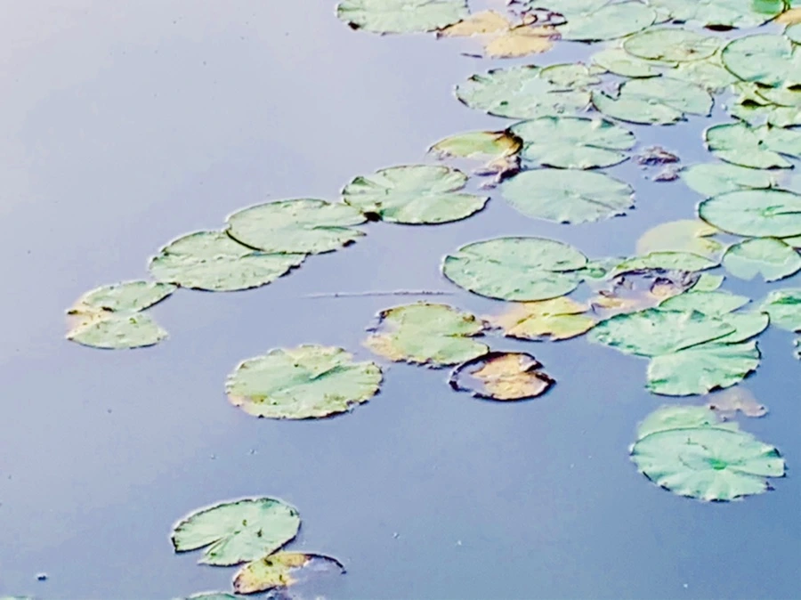 IMG_7901.jpg?type=w966