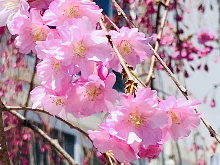 IMG_8335.jpg?type=w966