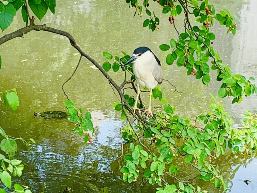 IMG_1638.jpg?type=w966