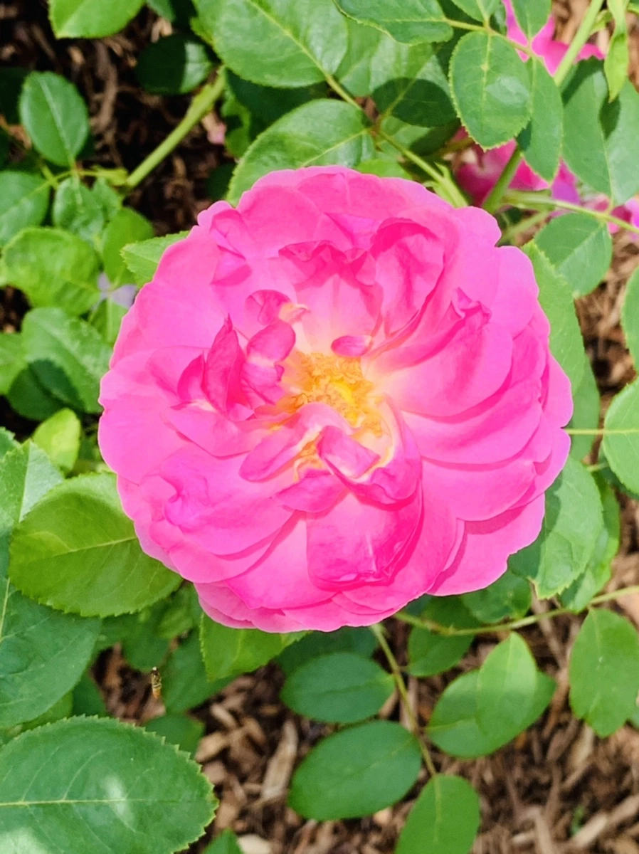 IMG_0514.jpg?type=w966