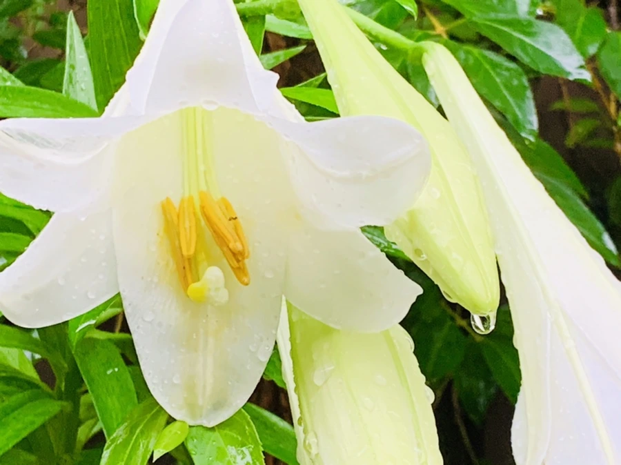 IMG_0090.jpg?type=w966