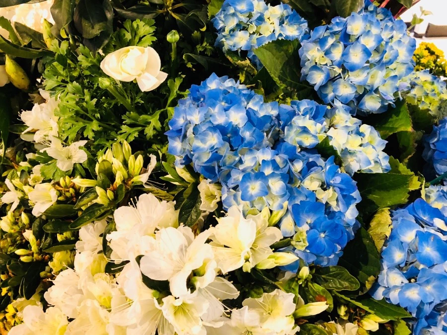 IMG_3703.jpg?type=w966