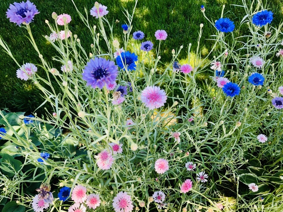 IMG_8571.jpg?type=w966