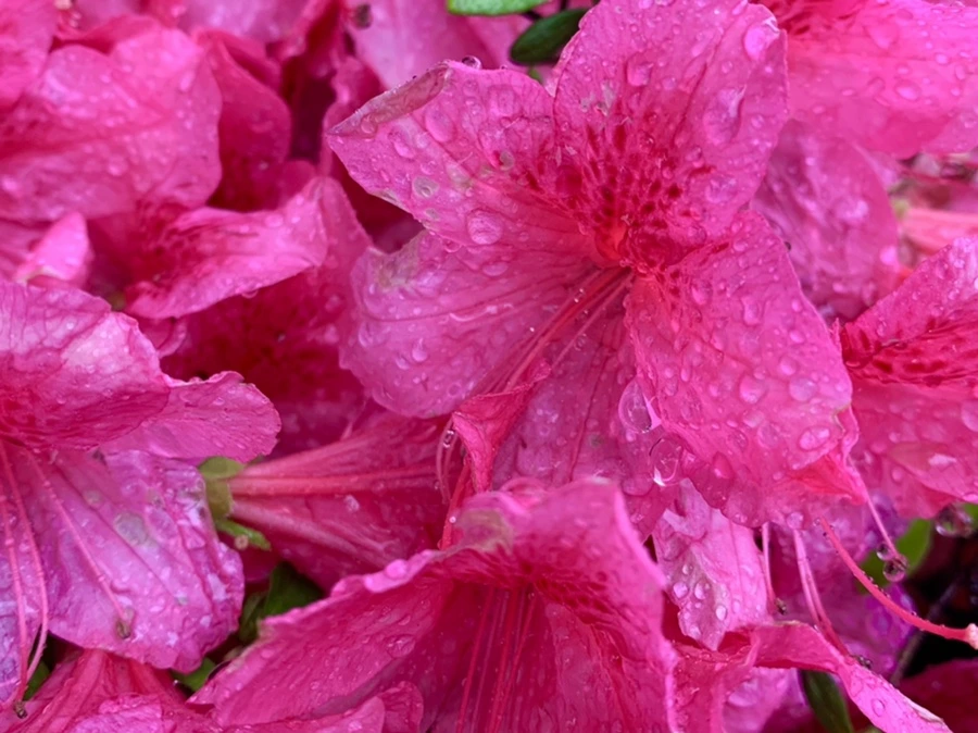 IMG_9331.jpg?type=w966