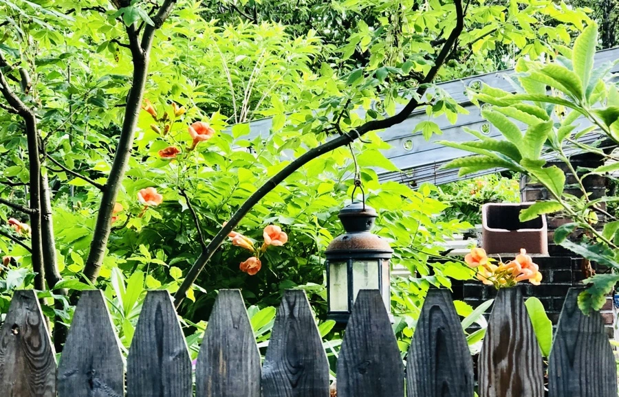 IMG_1371.jpg?type=w966