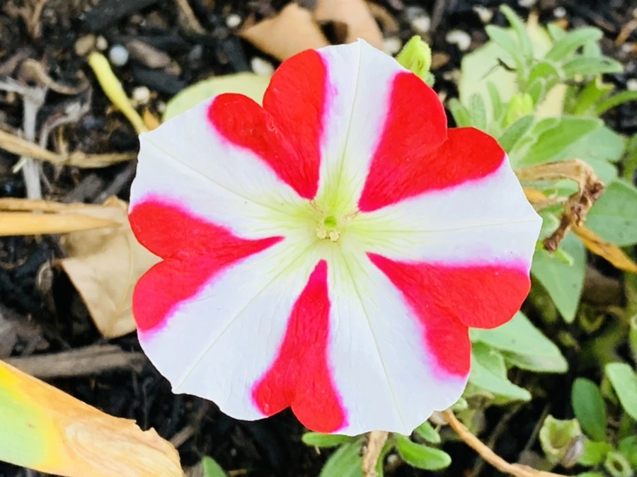 IMG_5189.jpg?type=w966