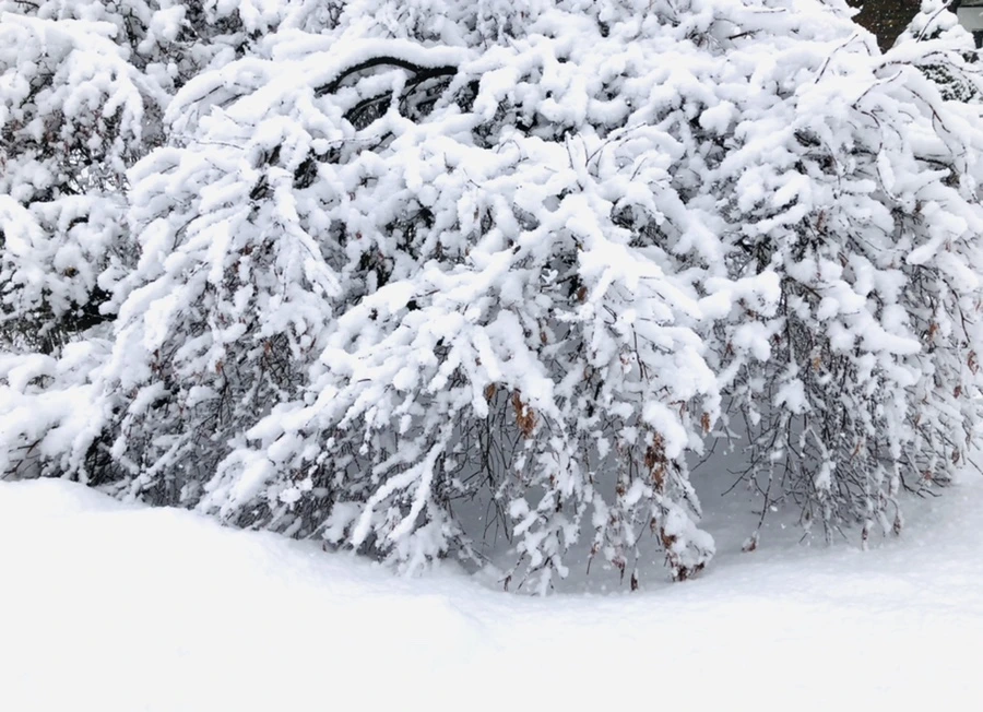 IMG_0981.jpg?type=w966