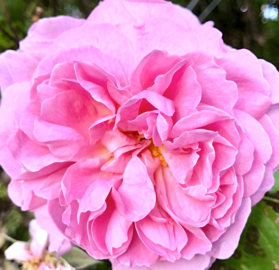 IMG_7602.jpg?type=w966