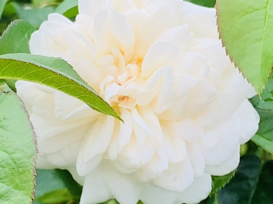 IMG_6936.jpg?type=w966