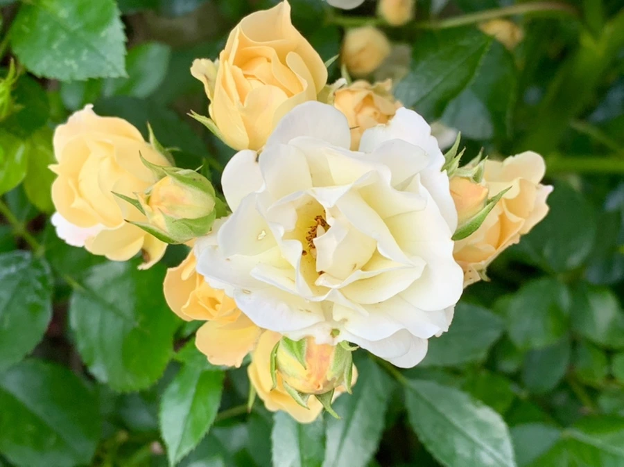 IMG_5532.jpg?type=w966