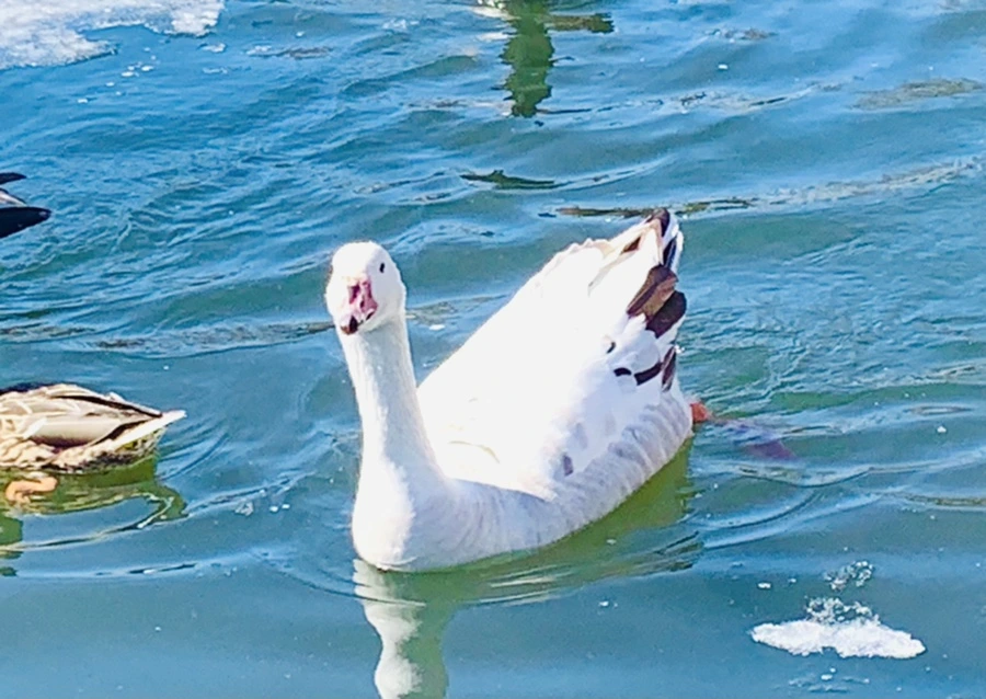 IMG_6870.jpg?type=w966