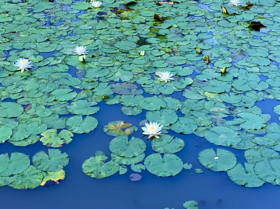 IMG_6576.jpg?type=w966