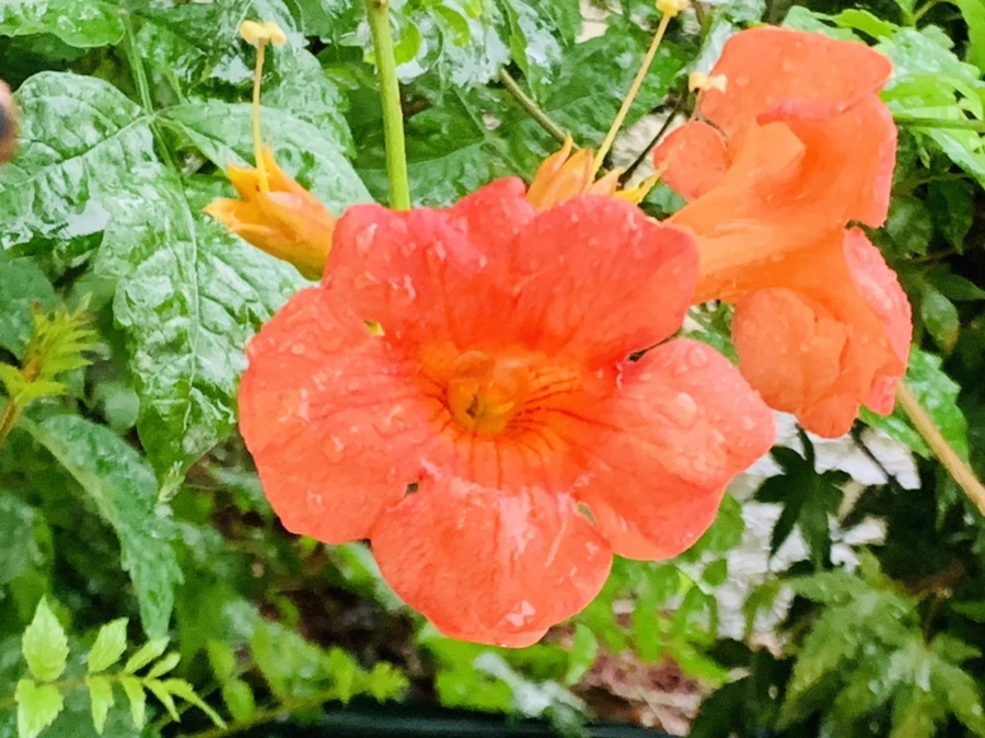 IMG_3707.jpg?type=w966