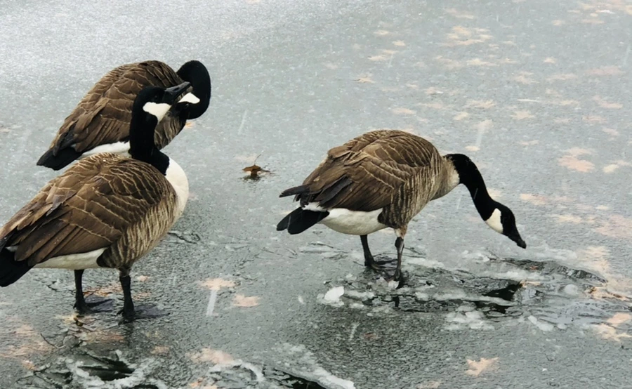 IMG_6004.jpg?type=w966