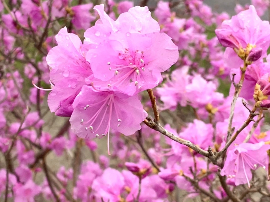 IMG_6165.jpg?type=w966