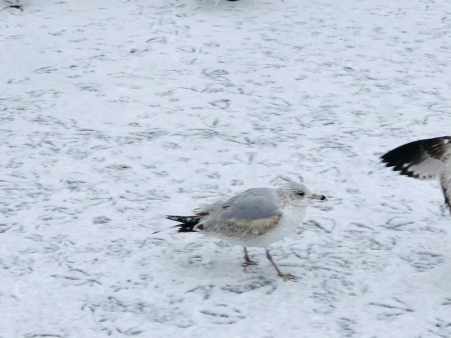 IMG_4211.jpg?type=w966