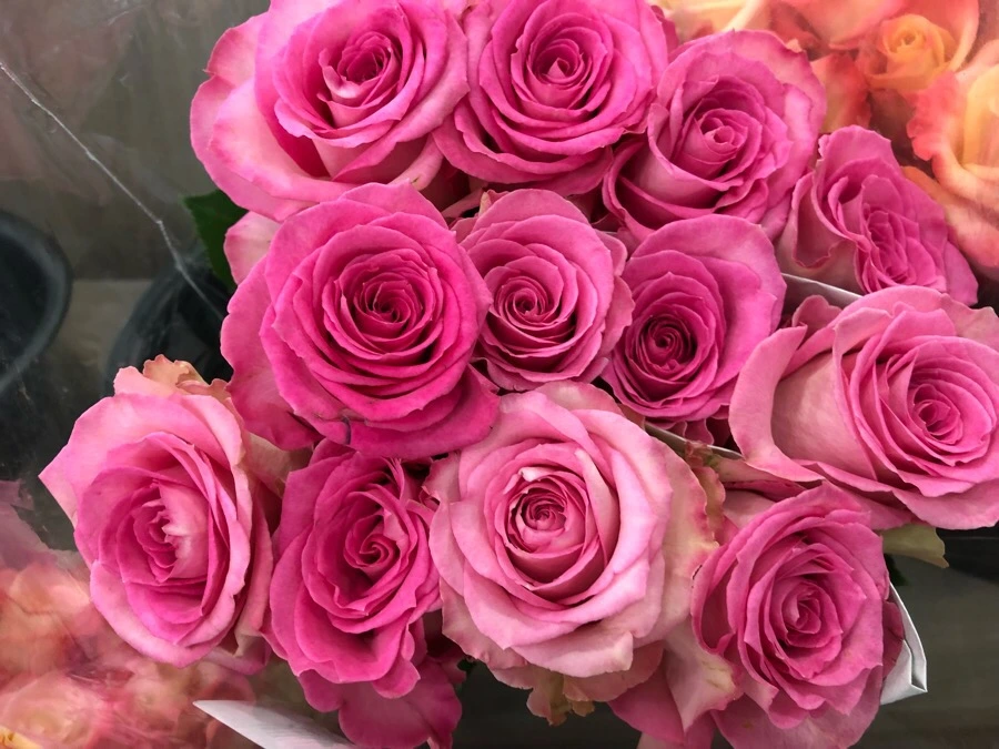 IMG_6661.jpg?type=w966