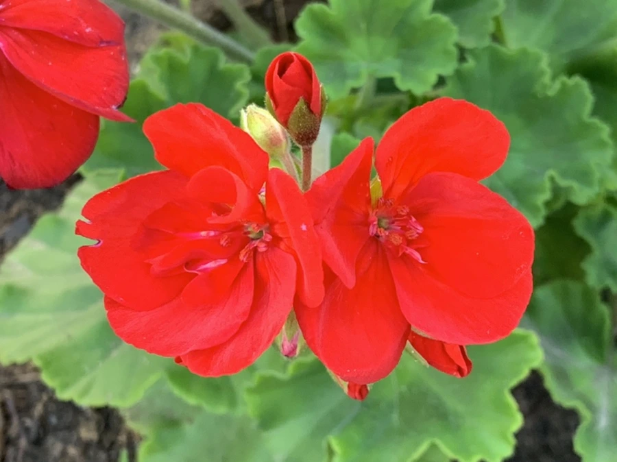 IMG_5270.jpg?type=w966