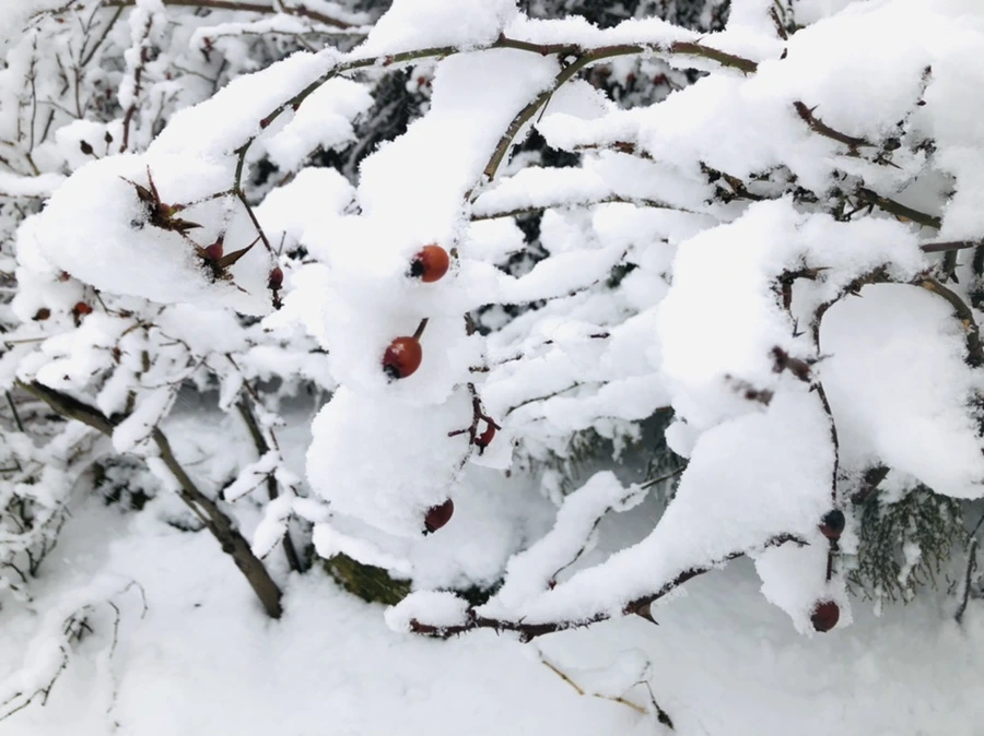 IMG_1042.jpg?type=w966