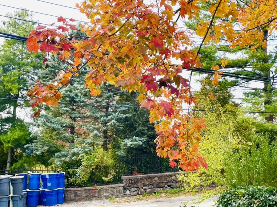 IMG_0346.jpg?type=w966