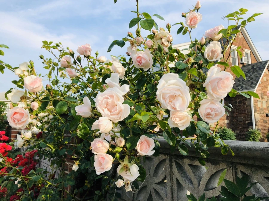 IMG_8750.jpg?type=w966