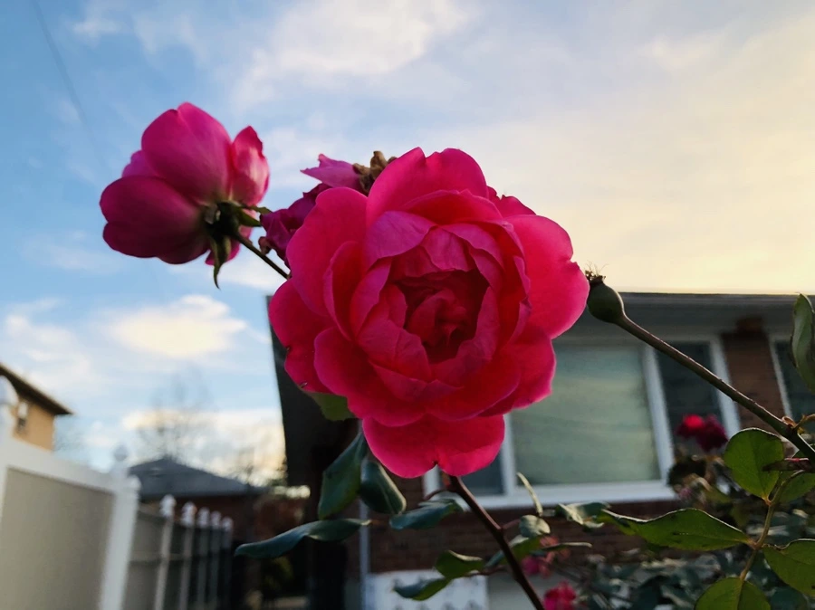 IMG_5706.jpg?type=w966