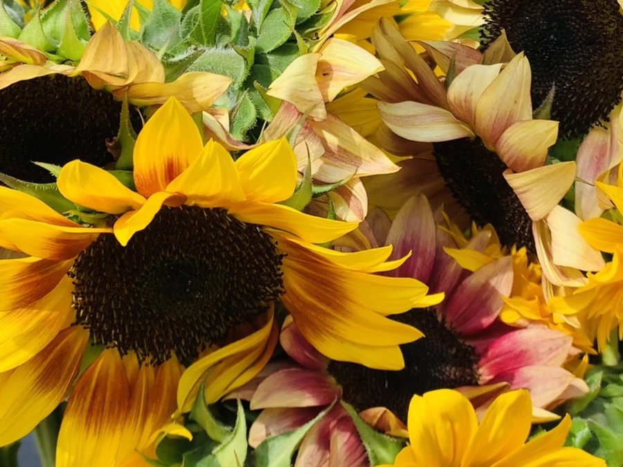 IMG_1195.jpg?type=w966