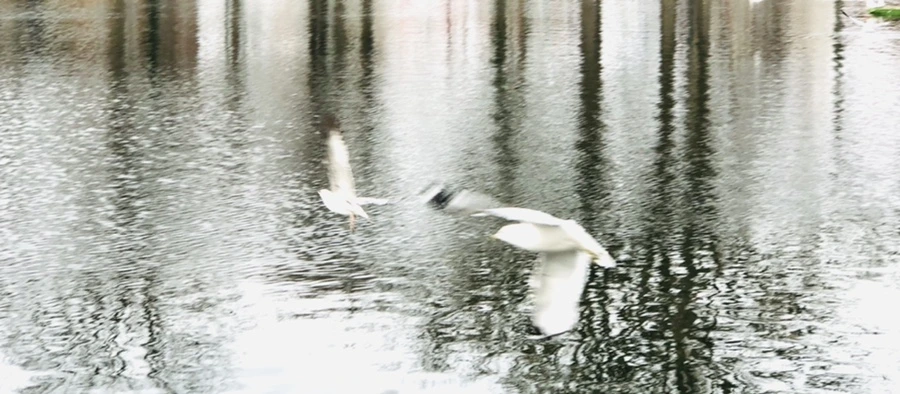 IMG_8627.jpg?type=w966