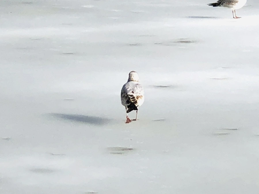 IMG_0160.jpg?type=w966