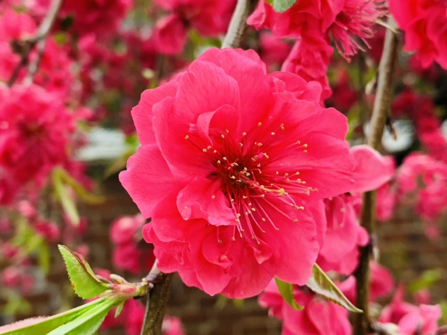 IMG_7924.jpg?type=w966