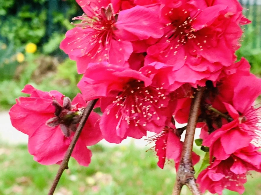 IMG_8105.jpg?type=w966