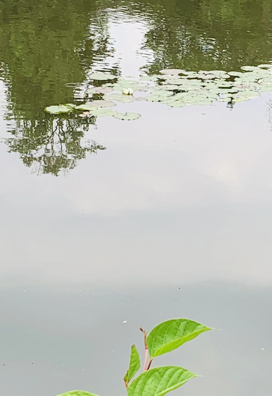 IMG_1551.jpg?type=w966