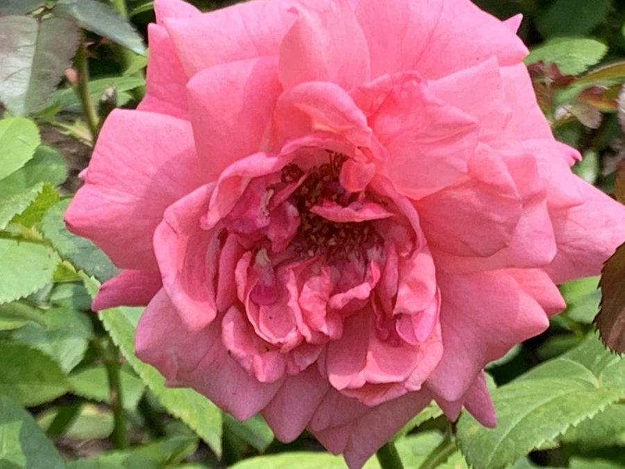 IMG_5463.jpg?type=w966