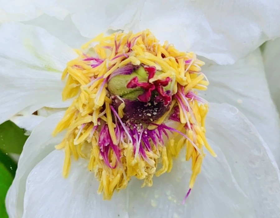 IMG_9309.jpg?type=w966