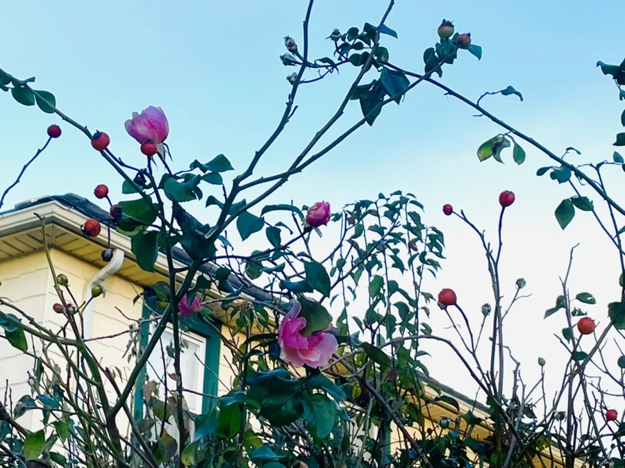 IMG_5937.jpg?type=w966