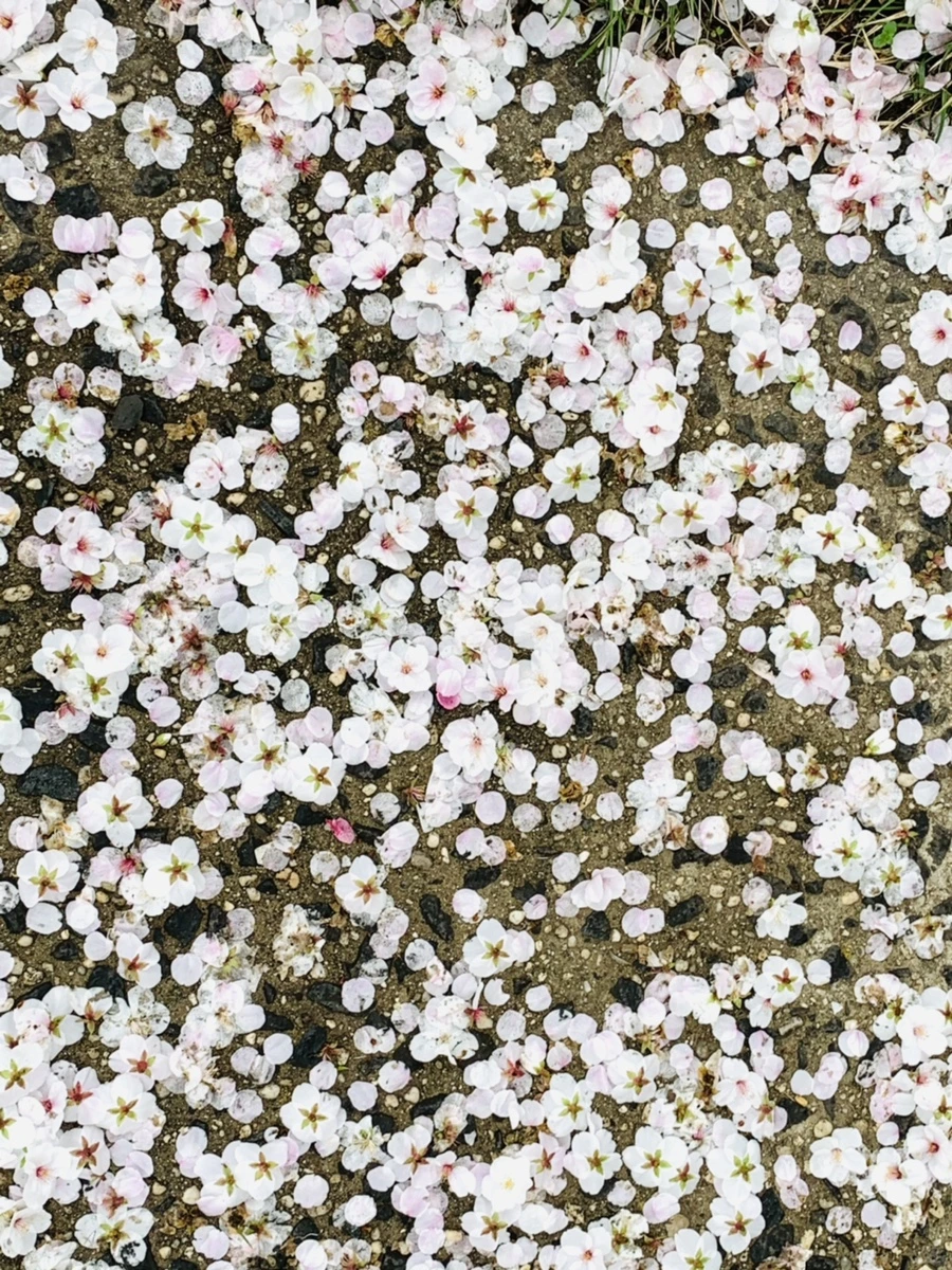 IMG_1294.jpg?type=w966