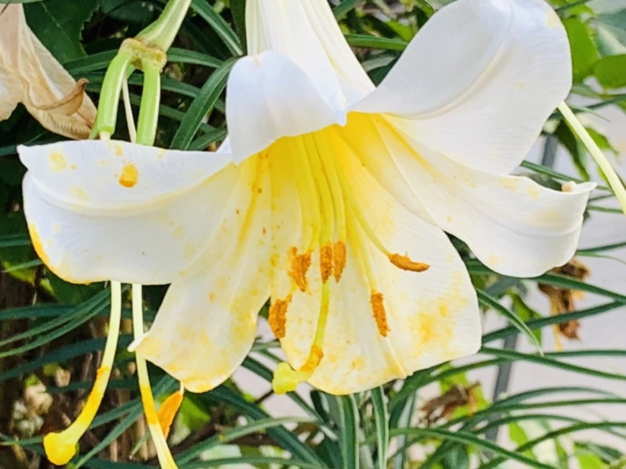 IMG_5967.jpg?type=w966