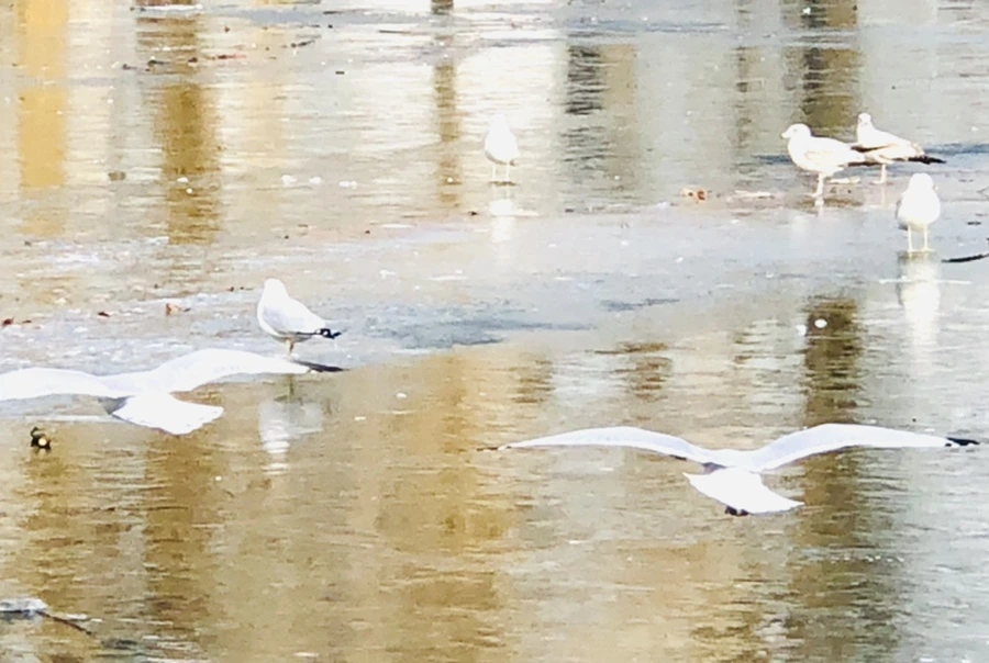 IMG_2150.jpg?type=w966